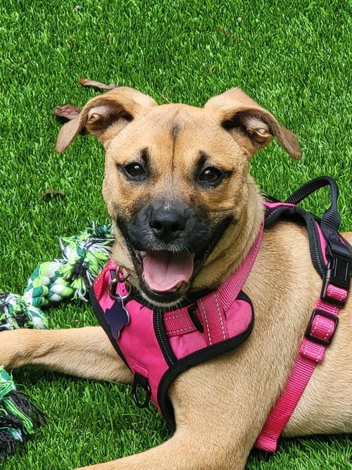 Photo of Pebbles, adoptable Boxer in Ellijay, Georgia