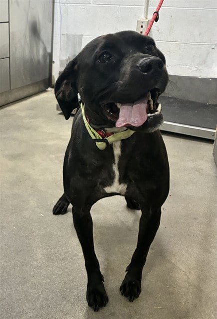 Photo of Rosemary, adoptable Labrador Retriever in Forestville, Maryland
