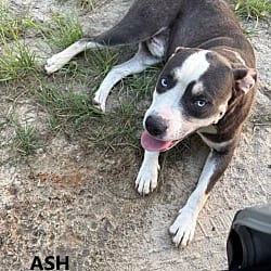 Photo of Ash, adoptable Husky in Washington, Georgia