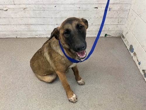 Photo of Jessica, adoptable German Shepherd Dog in San Bernardino, California