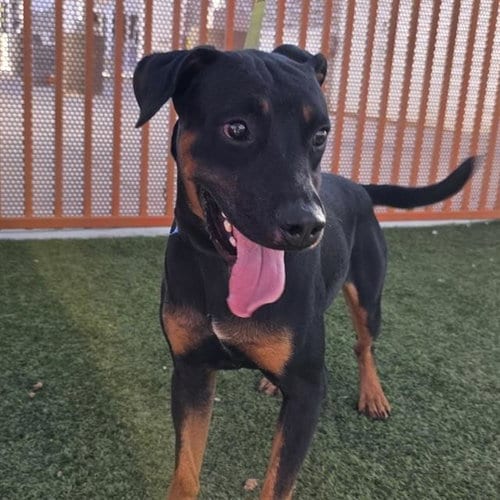 Photo of Pepper Jack, adoptable Rottweiler in Las Vegas, Nevada
