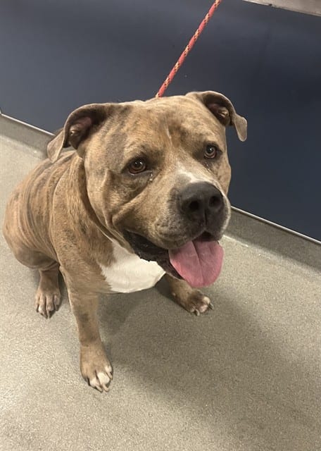 Photo of Bruno, adoptable American Bulldog in Miami, Florida
