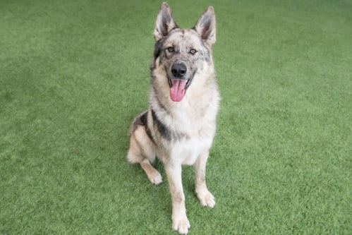 Photo of Zephyr, adoptable Shepherd in Burlingame, California