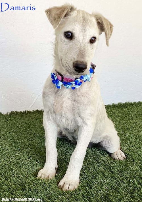 Photo of Damaris, adoptable Jack Russell Terrier in San Diego, California