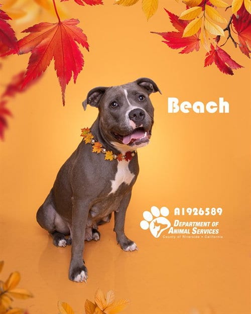 Photo of Beach, adoptable Pit Bull Terrier in Riverside, California
