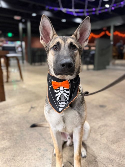 Photo of Joey, adoptable German Shepherd Dog in West Sacramento, California