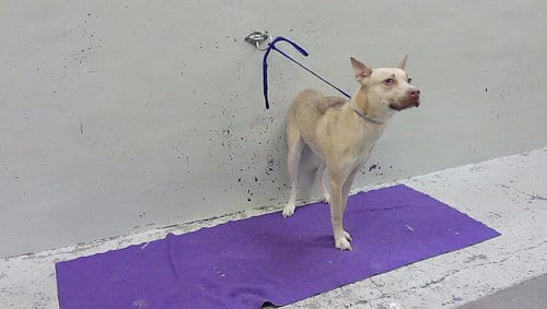 Photo of Karina, adoptable Siberian Husky in Houston, Texas