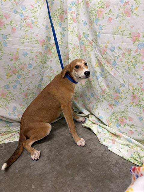 Photo of Doughboy, adoptable Labrador Retriever in Rosenberg, Texas