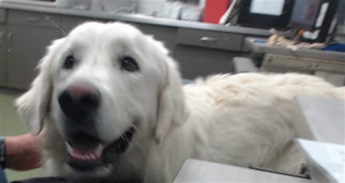 Photo of Wilton, adoptable Great Pyrenees in San Bernardino, California