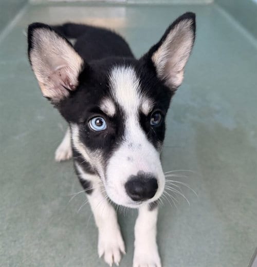 Photo of Coco Puffs, adoptable Husky in Baldwin Park, California