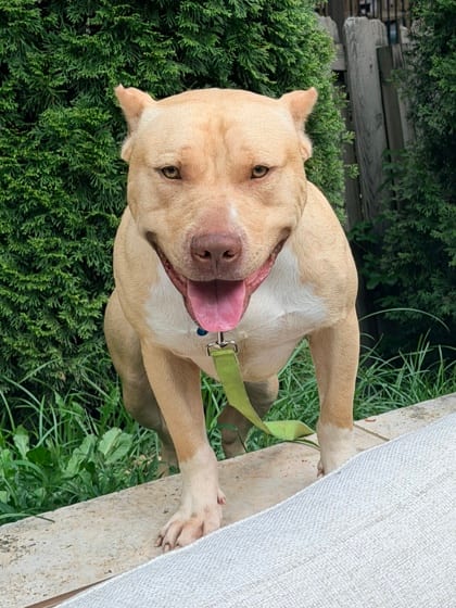 Photo of Tevy, adoptable dog in Atlanta, Georgia