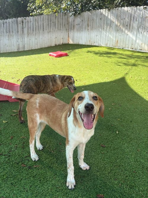 Photo of Jenga (m), adoptable Australian Shepherd in Nashville, Tennessee