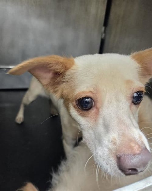 Photo of Alpha, adoptable Chihuahua in San Antonio, Texas
