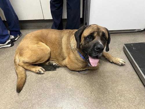 Photo of Goliath, adoptable Mastiff in HESPERIA, California