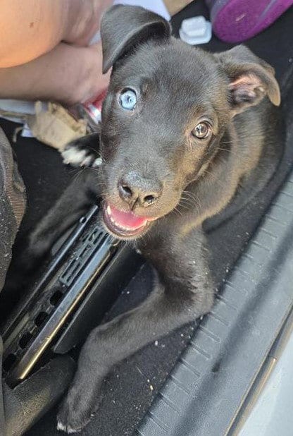 Photo of Daphne, adoptable Labrador Retriever in San Antonio, Texas