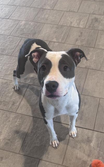 Photo of White Peach, adoptable American Staffordshire Terrier in Grand Prairie, Texas