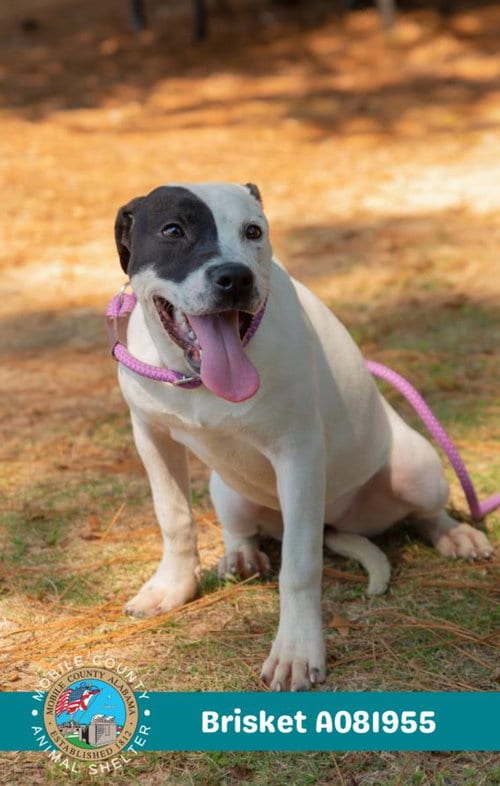 Photo of Brisket, adoptable American Bulldog in Mobile, Alabama