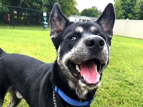 Photo of Damien Wayne, adoptable Siberian Husky in Haw River, North Carolina