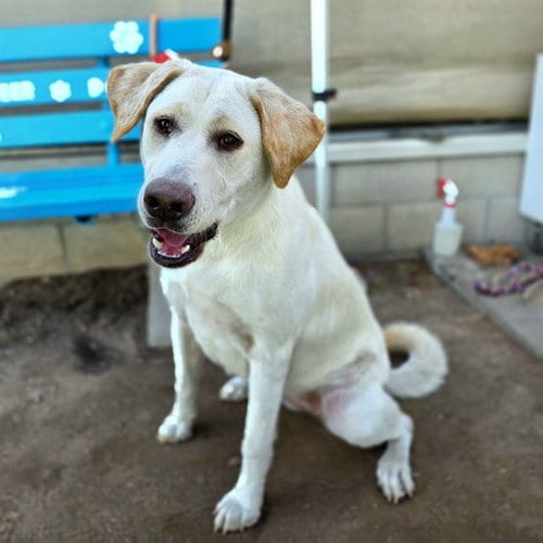 Photo of Charlotte, adoptable Labrador Retriever in Long Beach, California