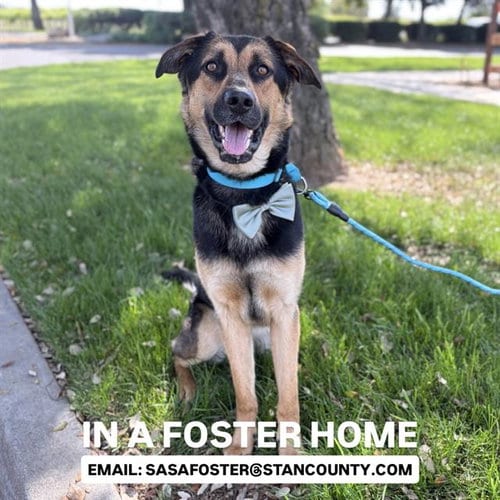 Photo of Ruben, adoptable German Shepherd Dog in Modesto, California