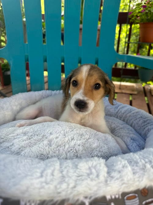 Photo of Bowie Jul 26, adoptable Terrier in Pacolet, South Carolina