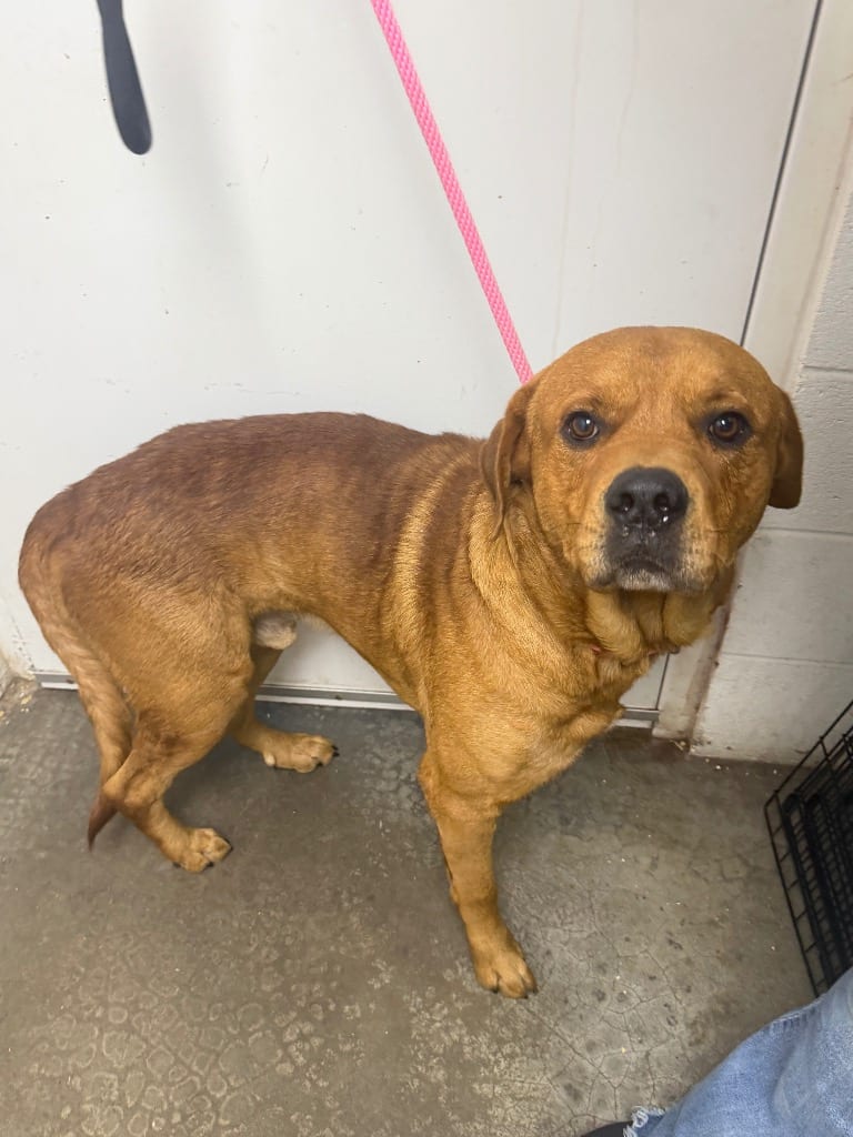Photo of Pinhead Larry, adoptable Pit Bull Terrier in Chickamauga, Georgia