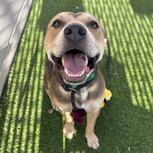 Photo of Parrot, adoptable German Shepherd Dog in Mesa, Arizona