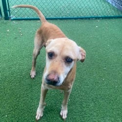Photo of Dorothy 7488, adoptable Labrador Retriever Mixed Breed (Medium) in Loxahatchee, Florida