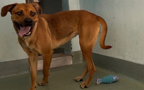 Photo of Rosie, adoptable Boxer in Baldwin Park, California