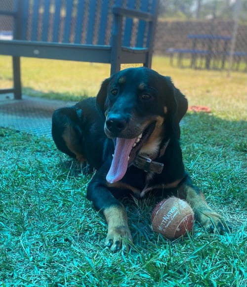 Photo of Bear, adoptable German Shepherd Dog in Bryant, Arkansas