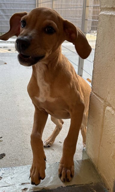 Photo of Dottie, adoptable Treeing Walker Coonhound in Brewster, Massachusetts
