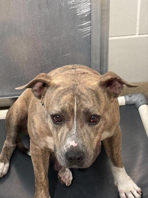 Photo of Beatrice, adoptable American Staffordshire Terrier in Grand Prairie, Texas