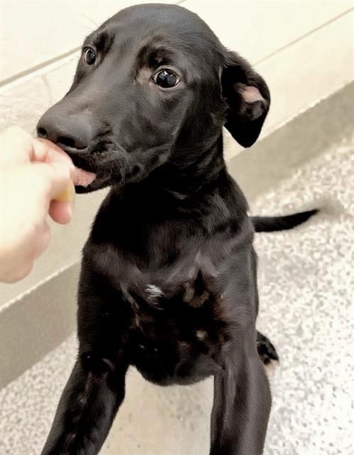 Photo of A659261, adoptable Labrador Retriever in Houston, Texas