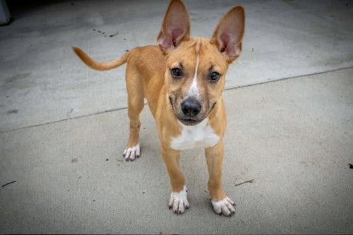 Photo of Olive, adoptable Pit Bull Terrier in AUSTIN, Minnesota