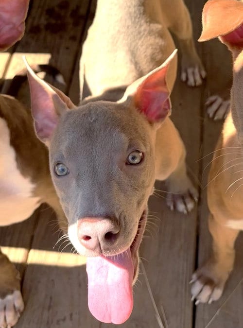 Photo of Apple Dumpling, adoptable American Pit Bull Terrier in Wetumpka, Alabama