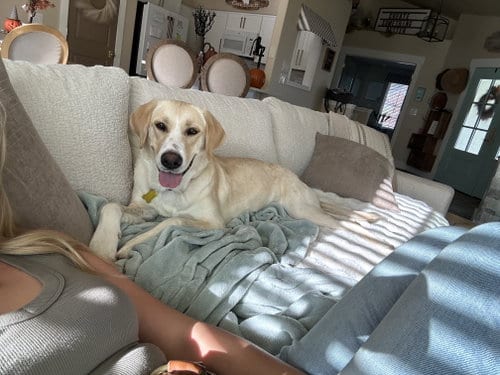 Photo of Tula, adoptable Labrador Retriever in Sandy, Utah