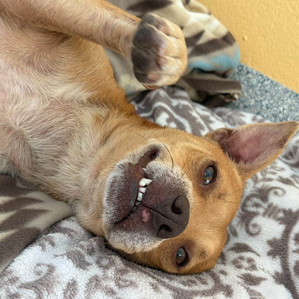 Photo of Lilly, adoptable Terrier / Mix in Spartanburg, South Carolina