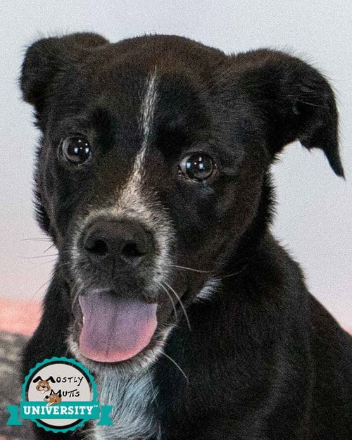 Photo of Korra, adoptable Labrador Retriever in Kennesaw, Georgia