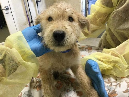 Photo of Mcscruff, adoptable Terrier in Riverside, California