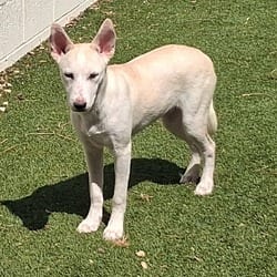 Photo of Ice 6239, adoptable Husky Mixed Breed (Medium) in Loxahatchee, Florida