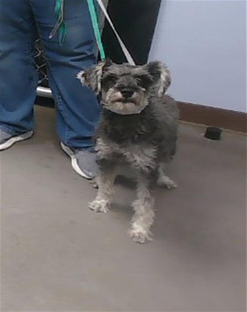 Photo of Tory, adoptable Miniature Schnauzer in Phoenix, Arizona