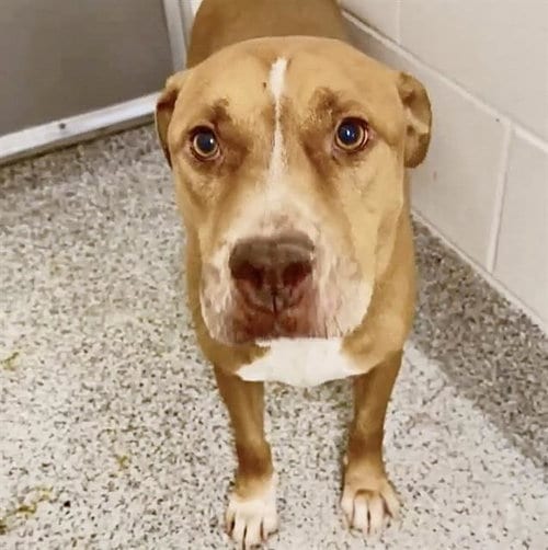 Photo of Zeus, adoptable Pit Bull Terrier in Houston, Texas