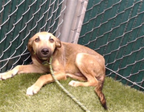 Photo of Jimmy, adoptable German Shepherd Dog in Downey, California