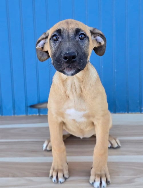 Photo of Bulbasaur, adoptable German Shepherd Dog in Sedalia, Colorado