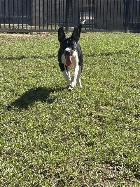 Photo of Spanky, adoptable Terrier in Riverside, California