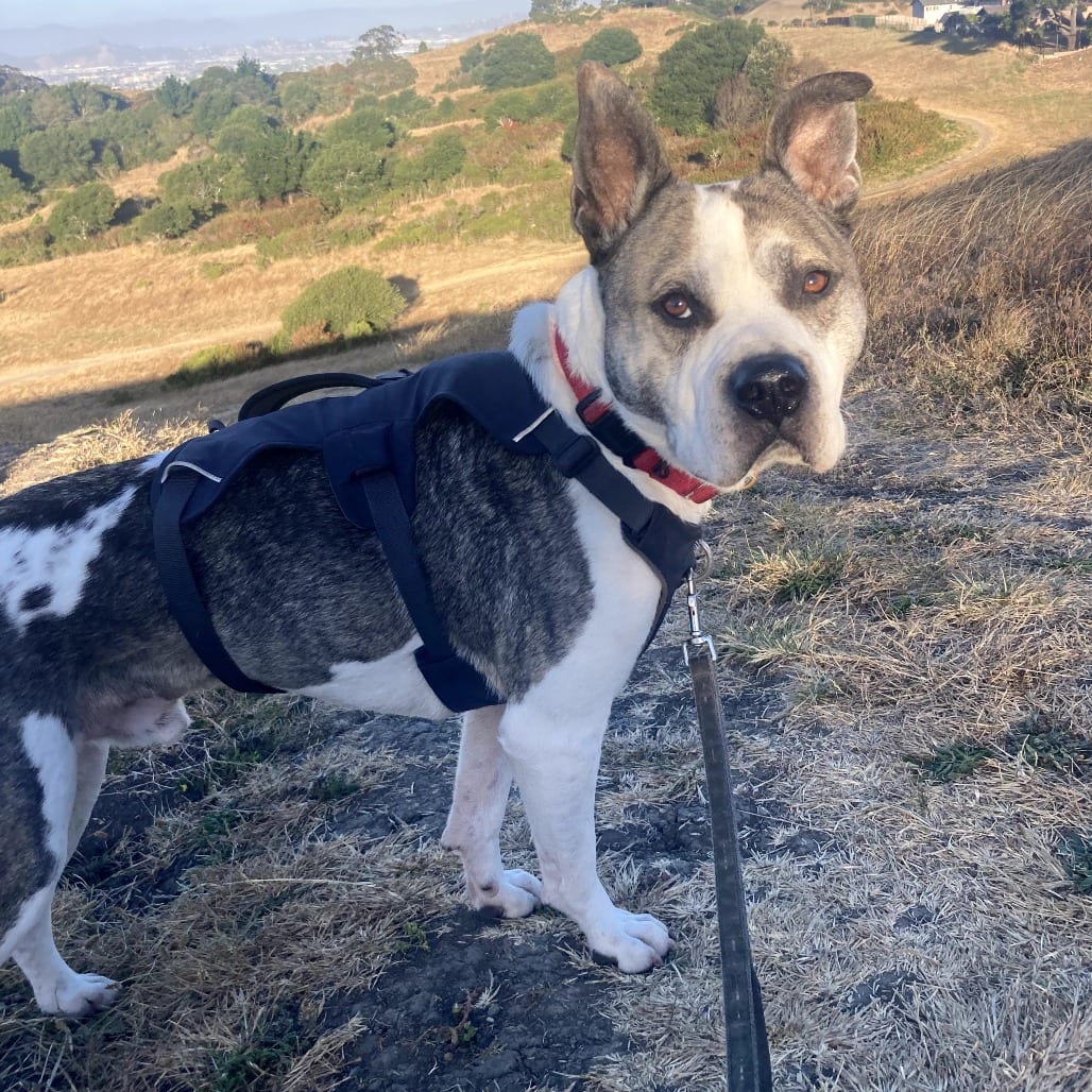 Photo of Pablo, adoptable Mixed Breed (Large) in San Francisco, California