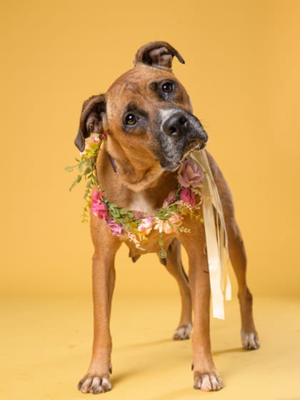 Photo of Elsa, adoptable dog in Atlanta, Georgia