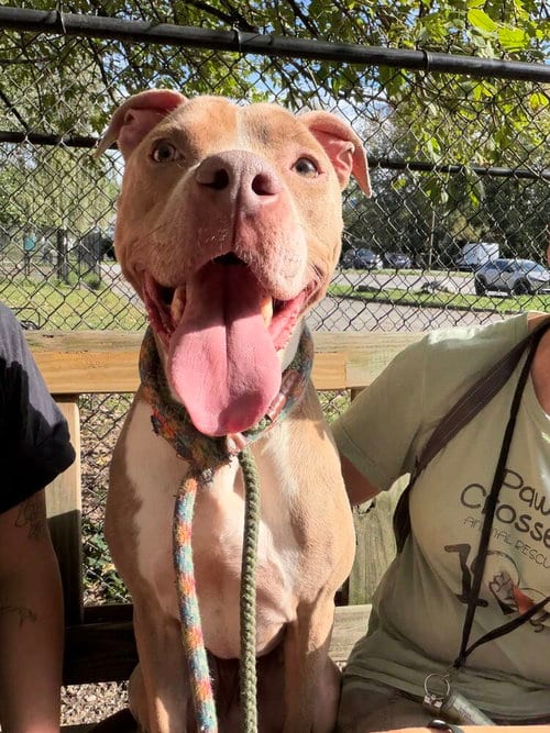 Photo of Bright, adoptable Unknown breed / mixed in Elmsford, New York