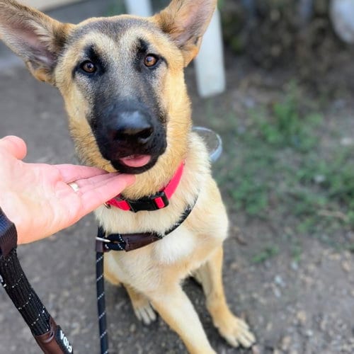 Photo of Copper, adoptable German Shepherd Dog in Oakland, California