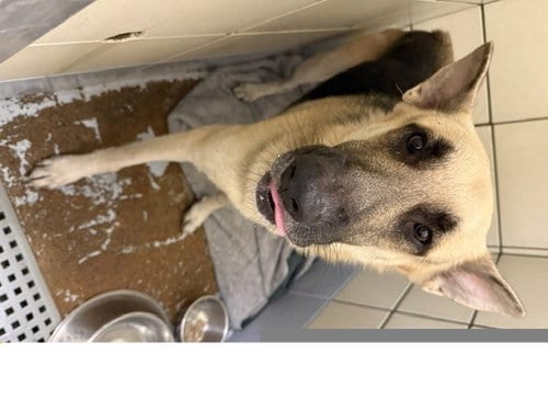 Photo of Hunter, adoptable German Shepherd Dog in Houston, Texas